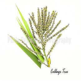 cabbage tree botanical - Giclée Print on Museum Etching Fine Art Paper