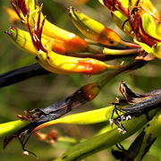 coastal flax - coromandel
