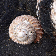 conical - black sand