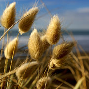 fluffy bunnies - westcoast