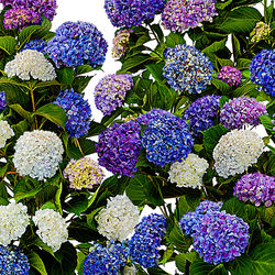 Hydrangea En-Masse