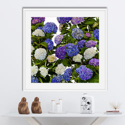 Hydrangea En-Masse insitu