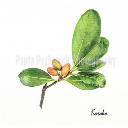 karaka botanical - Giclée Print on Museum Etching Fine Art Paper