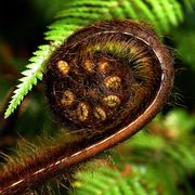 koru - mountain