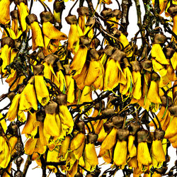 Kowhai En-Masse