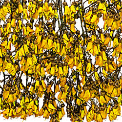 Kowhai En-Masse