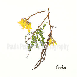 kowhai botanical - Giclée Print on Museum Etching Fine Art Paper