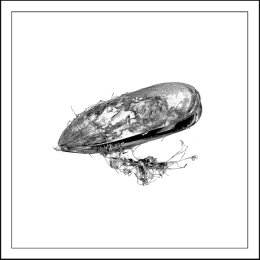 mussel Artifact - Giclée Print on Museum Etching Fine Art Paper