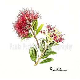 pohutukawa botanical - Giclée Print on Museum Etching Fine Art Paper
