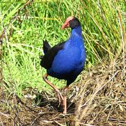 pukeko - country