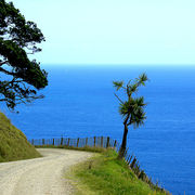 road to port jackson - coromandel