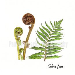 silver fern botanical