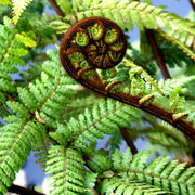 bracken koru - coromandel