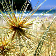 tumbleweed - eastcoast