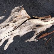 driftwood - black sand
