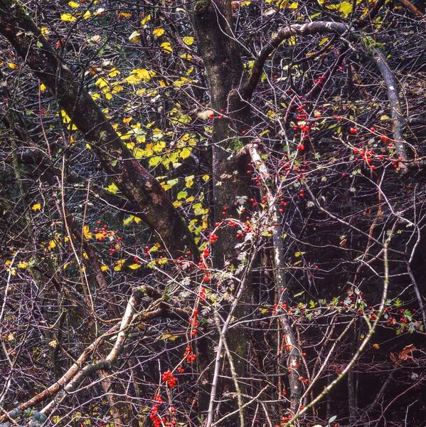 Autumn Woodland, Latterbarrow, Cumbria, 2001