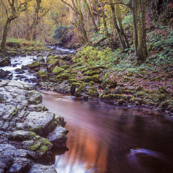 AUTUMN LIGHT, RIVER TWISS, YORKSHIRE, 1994
