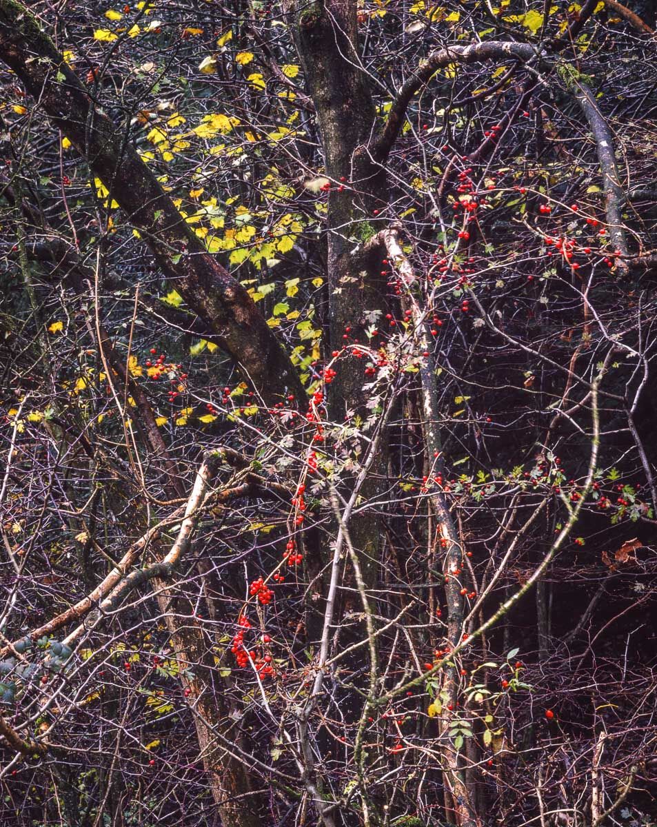 L14 Autumn Woodland, Latterbarrow, Cumbria