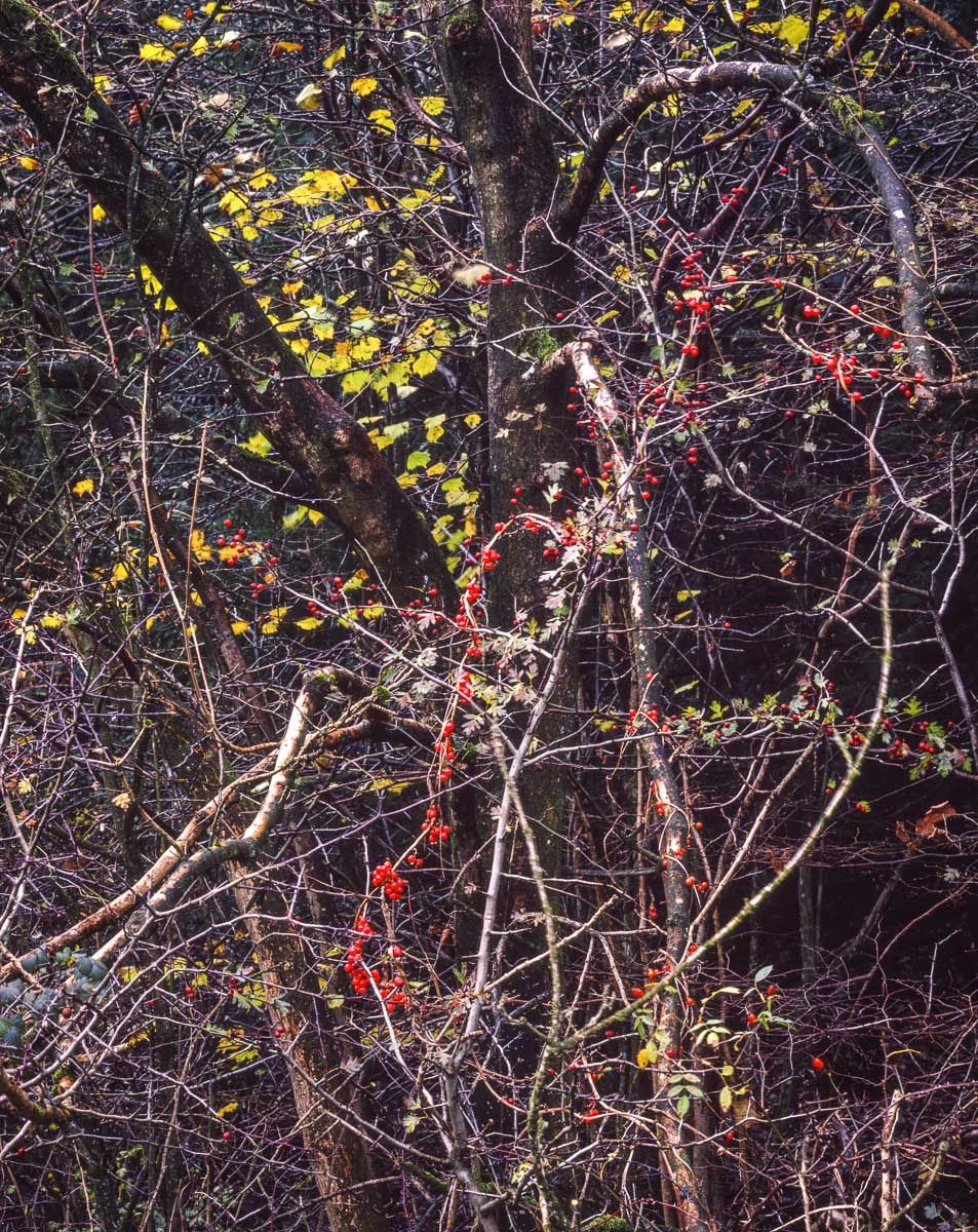 AUTUMN WOODLAND, LATTERBARROW, CUMBRIA, 2001