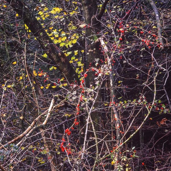 L14 Autumn Woodland, Latterbarrow, Cumbria