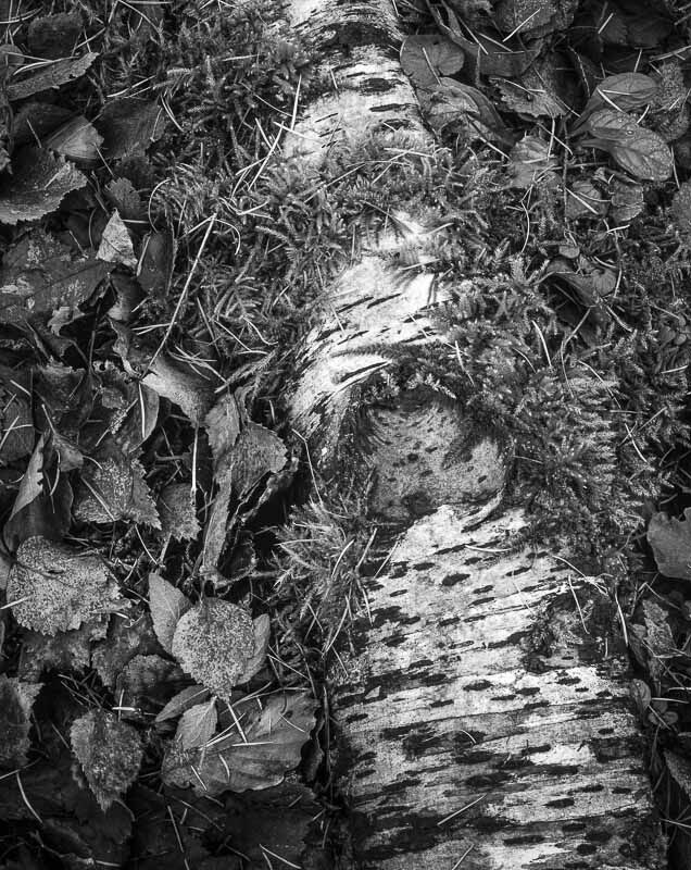 BIRCH TRUNK, WHARFEDALE, YORKSHIRE, 2001