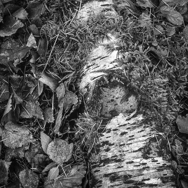 BIRCH TRUNK, WHARFEDALE, YORKSHIRE, 2001