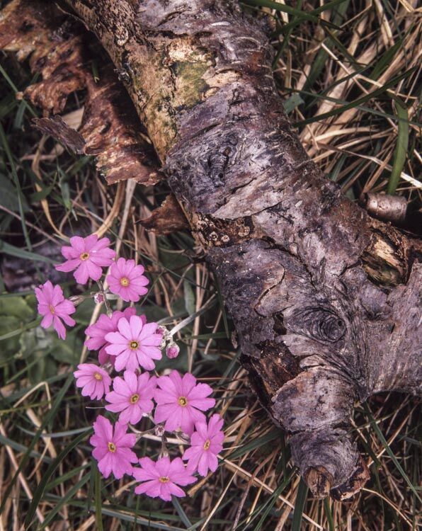 BIRD'S EYE PRIMROSE, WHARFEDALE, YORKSHIRE, 1999