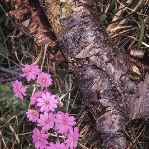 BIRD'S EYE PRIMROSE, WHARFEDALE, YORKSHIRE, 1999