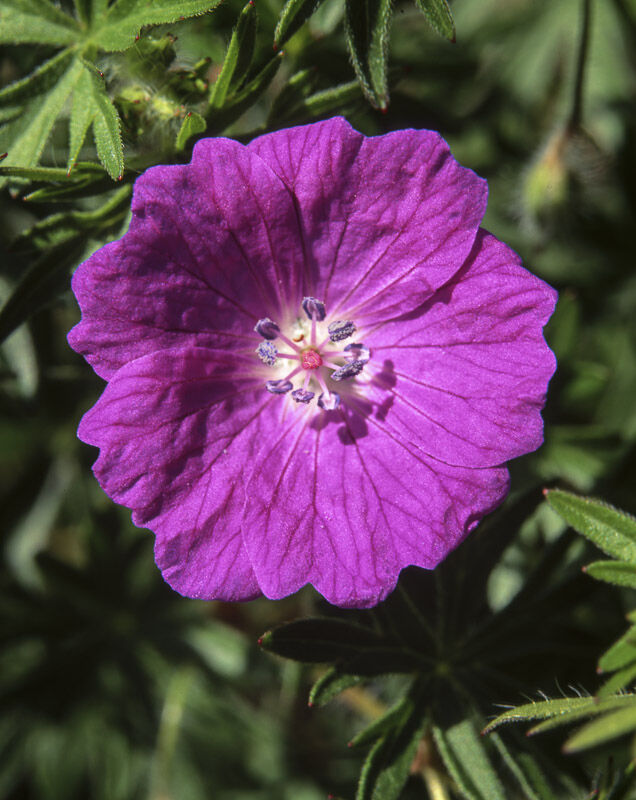 BLOODY CRANESBILL, INGLEBOROUGH, YORKSHIRE, 1999
