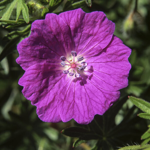 D13 Bloody Cranesbill, Ingleborough, Yorkshire Dales