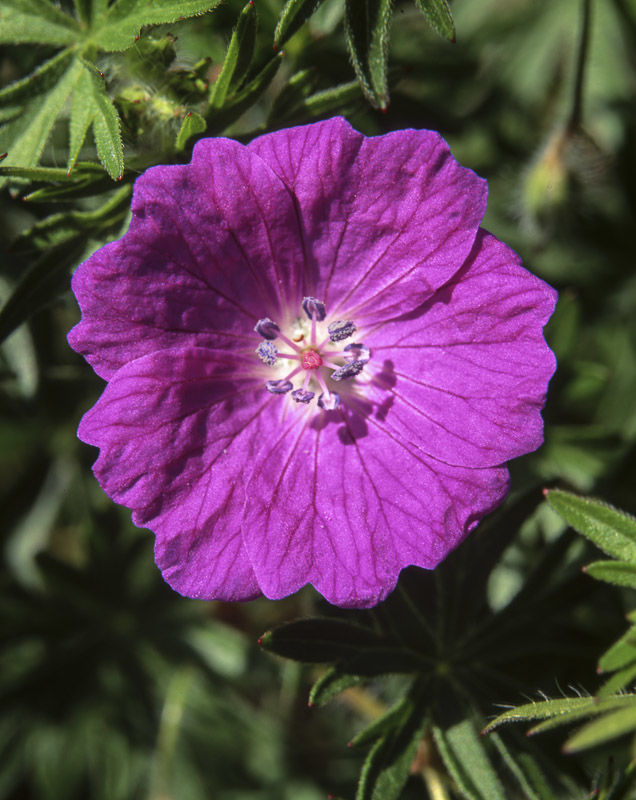 BLOODY CRANESBILL, INGLEBOROUGH, YORKSHIRE, 1999
