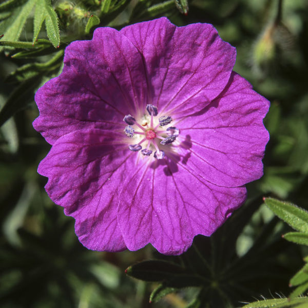 BLOODY CRANESBILL, INGLEBOROUGH, YORKSHIRE, 1999