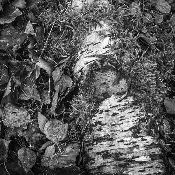 Birch Trunk, Grass Wood, Wharfedale, 2001