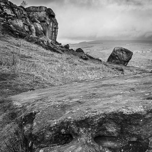 COW AND CALF, ILKLEY MOOR, YORKSHIRE, 2019