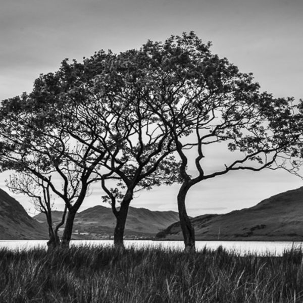 L17 Crummock Water Trees