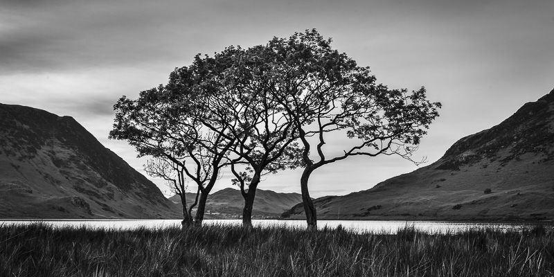 CRUMMOCK WATER TREES, CUMBRIA, 2017