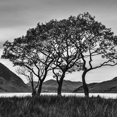 CRUMMOCK WATER TREES, CUMBRIA, 2017