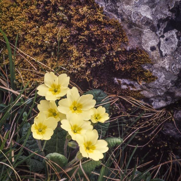 Primroses, Wharfedale, Yorkshire Dales, 1999