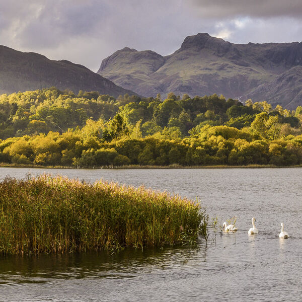L11 Four Swans, Elterwater, Langdale