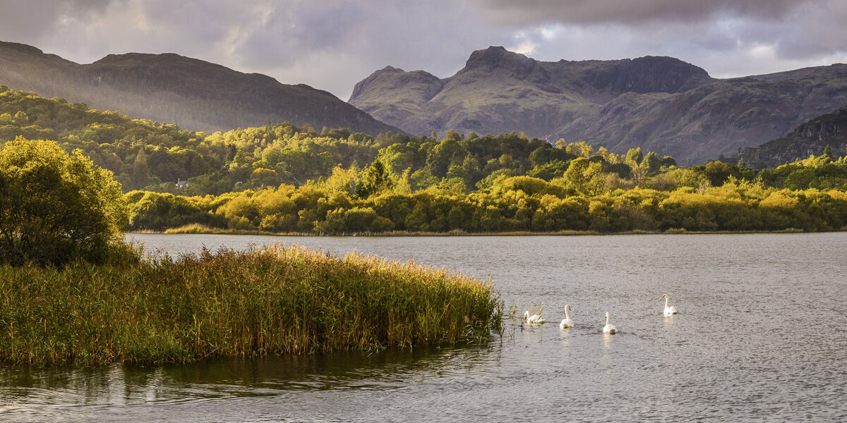 ELTERWATER SWANS, LANGDALE, CUMBRIA, 2017