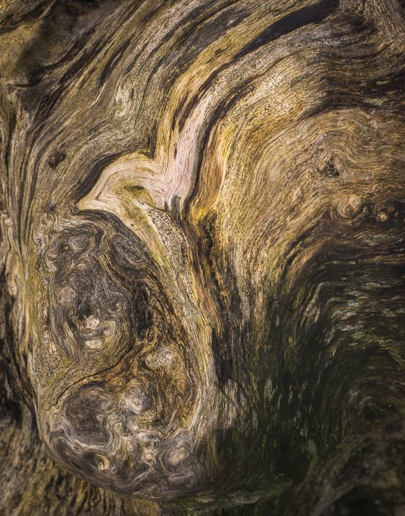 D27 Tree Stump, Wharfedale, Yorkshire