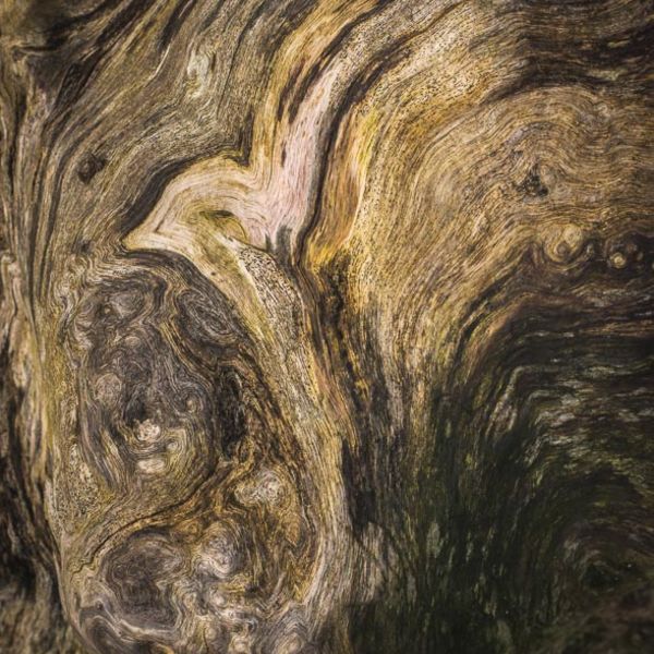 D27 Tree Stump, Wharfedale, Yorkshire