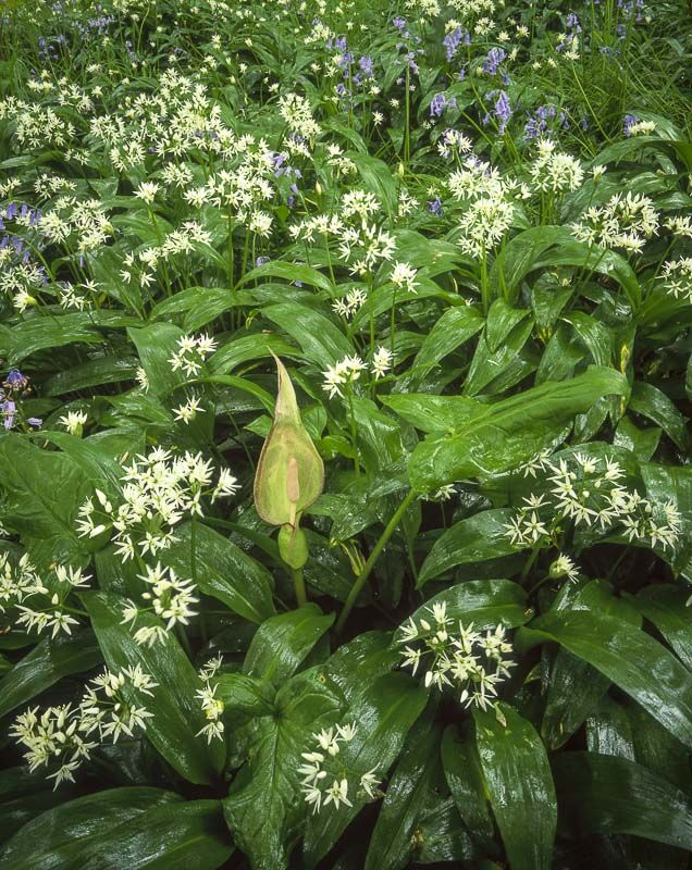 GRASS WOOD, WHARFEDALE, YORKSHIRE, 1999