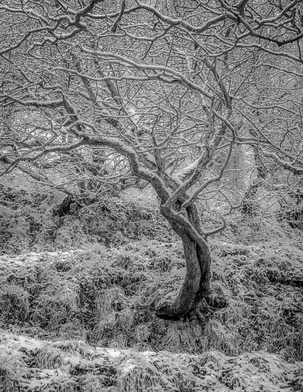 OXENBER WOOD, AUSTWICK, YORKSHIRE, 2017