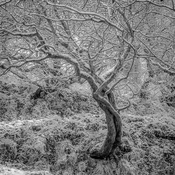 OXENBER WOOD, AUSTWICK, YORKSHIRE, 2017