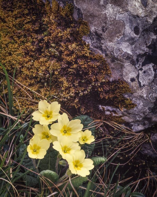 PRIMROSES, WHARFEDALE, YORKSHIRE, 1999