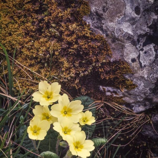 D30 Primroses, Wharfedale, Yorkshire Dales