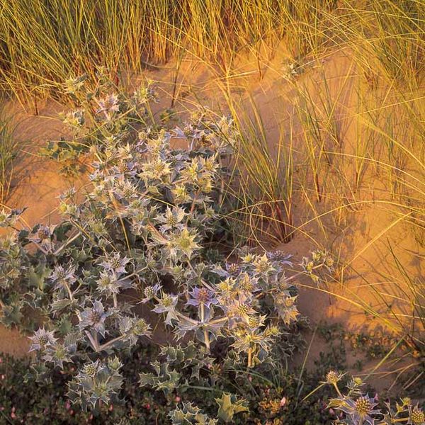 L23 Sea Holly and Marram Grass, Walney Island, Cumbria