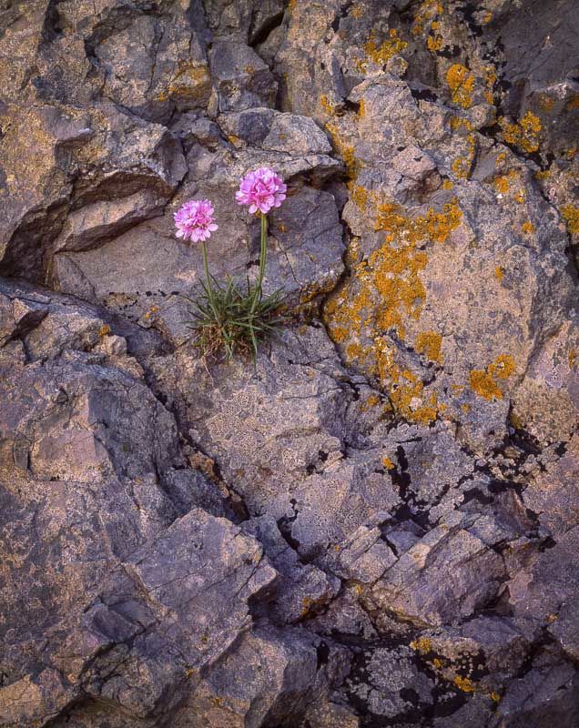 L24 Sea Thrift, Arnside Point, Cumbria