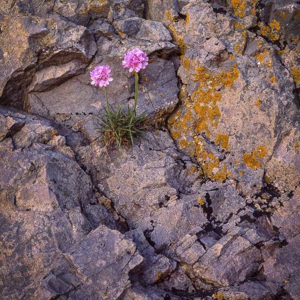 L24 Sea Thrift, Arnside Point, Cumbria